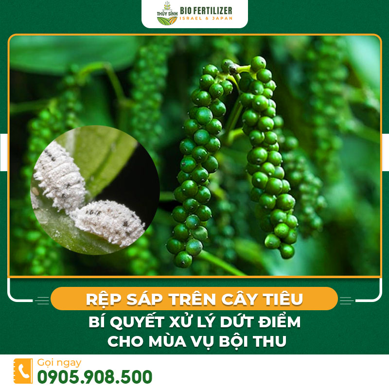 bệnh rệp sáp ở cây tiêu