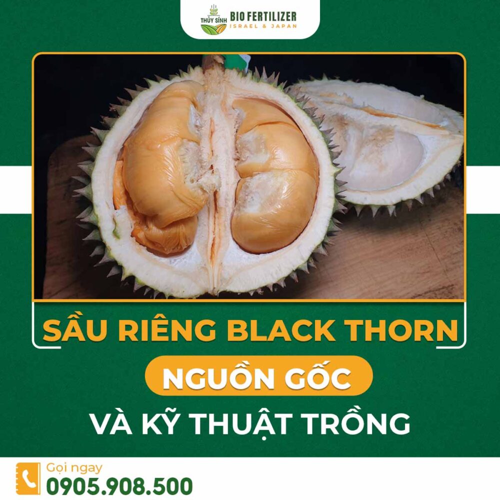 Sầu riêng black thorn