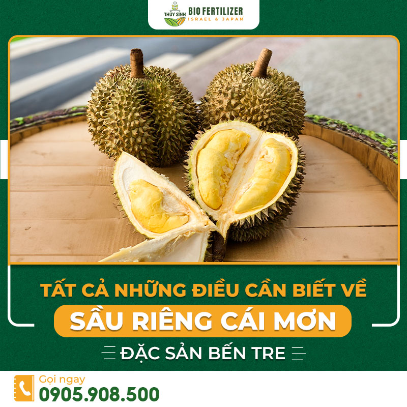 sầu riêng cái mơn
