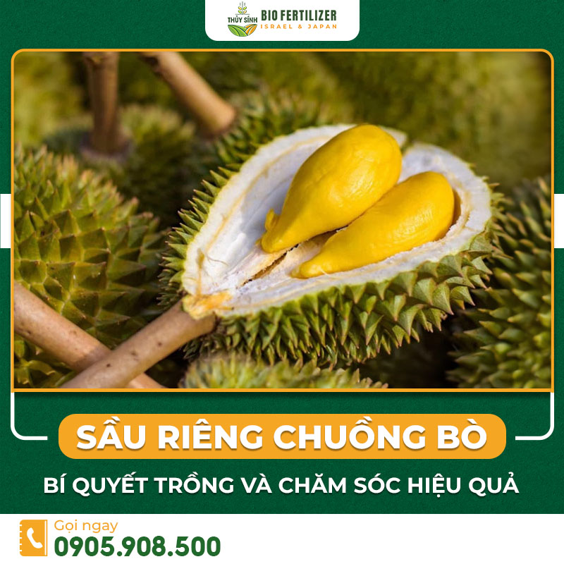 sầu riêng chuồng bò