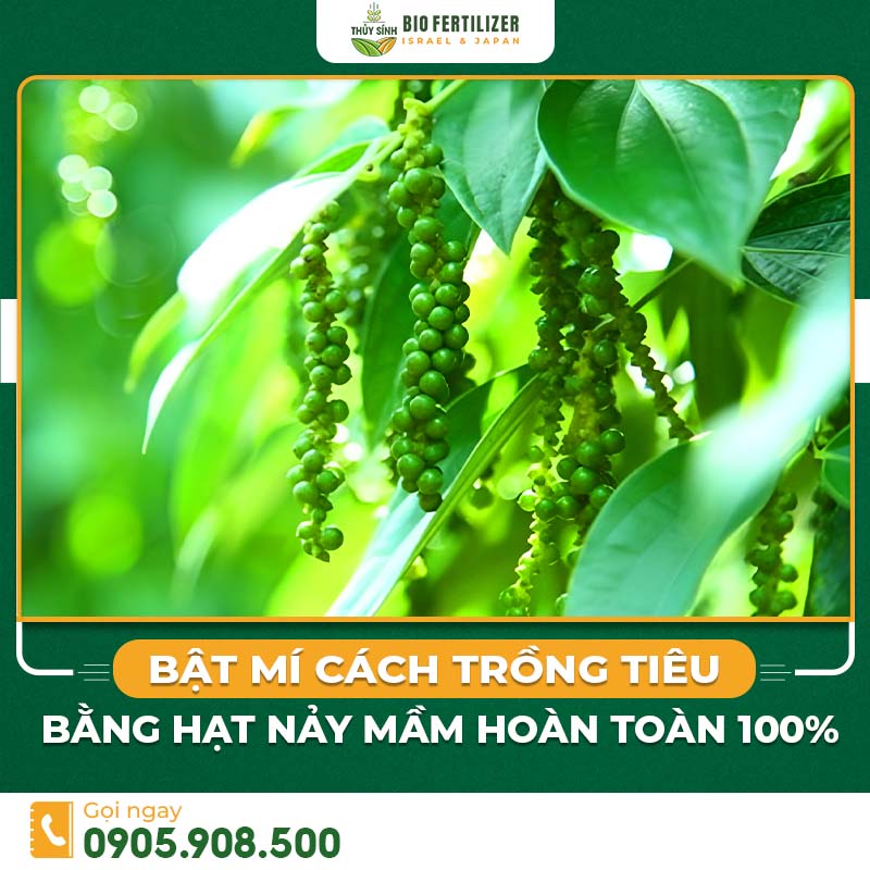 cách trồng tiêu bằng hạt