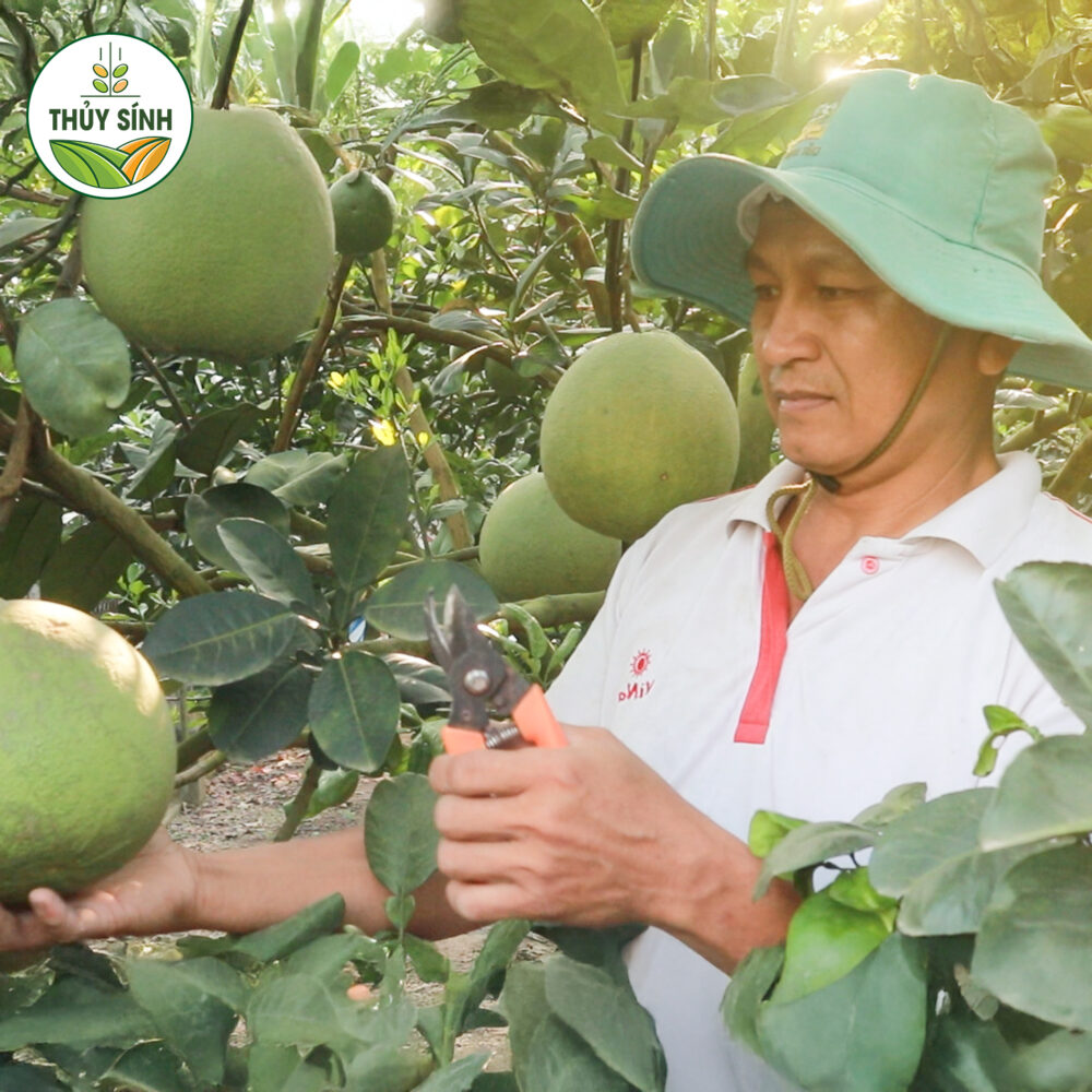 Anh Bảy - Cây Bưởi