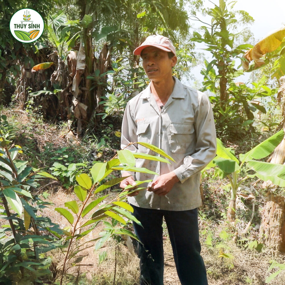 Anh Cường - Cây sầu riêng