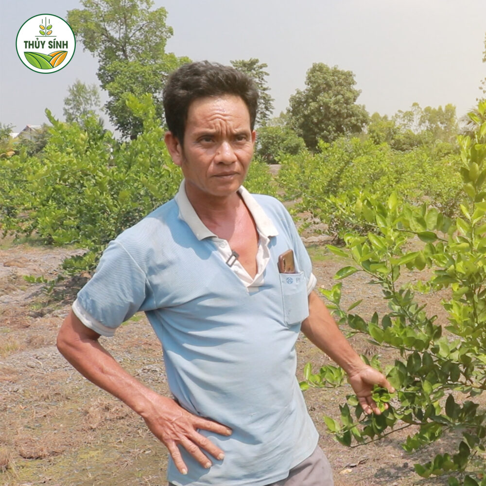 Anh Hải - Cây chanh