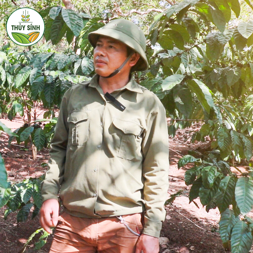 Anh Sèng - Cây cà phê