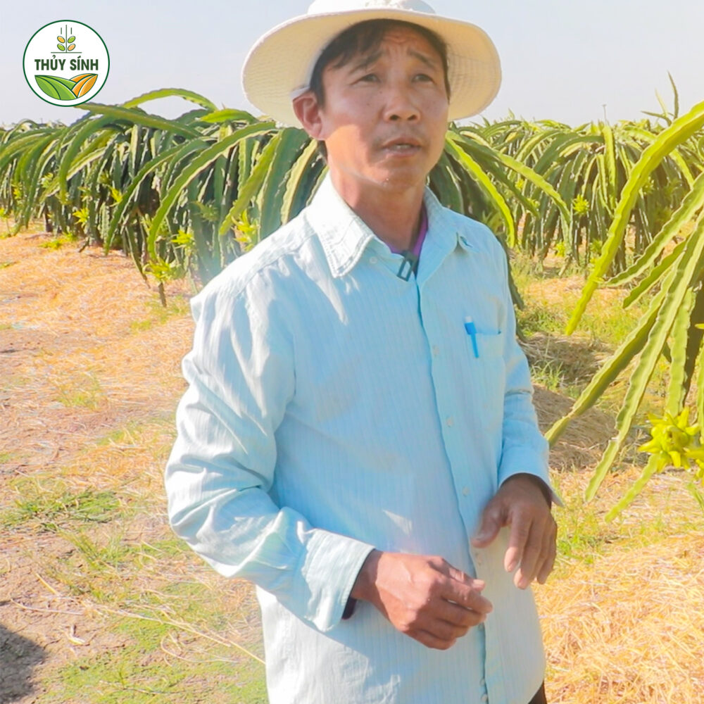 Anh Tuấn - Cây thanh long