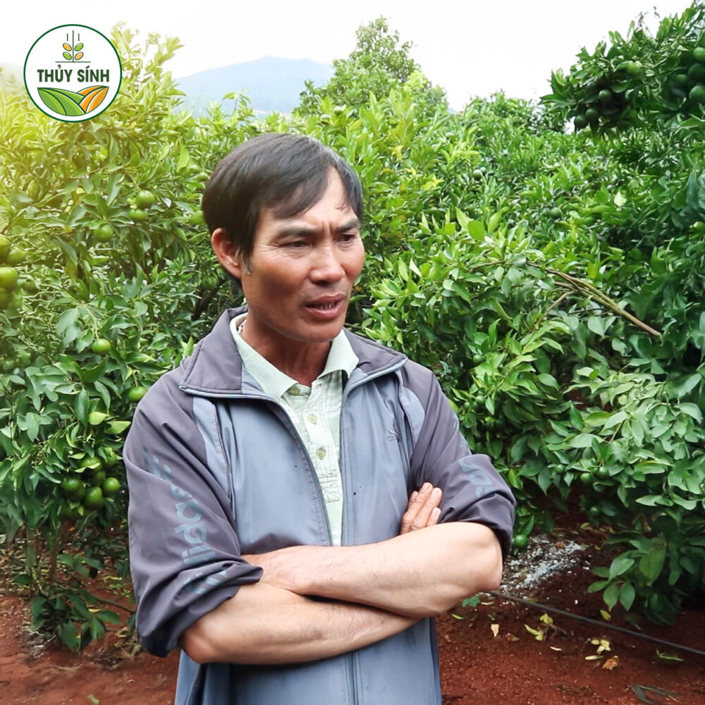 Chú Lâm - Cây cam