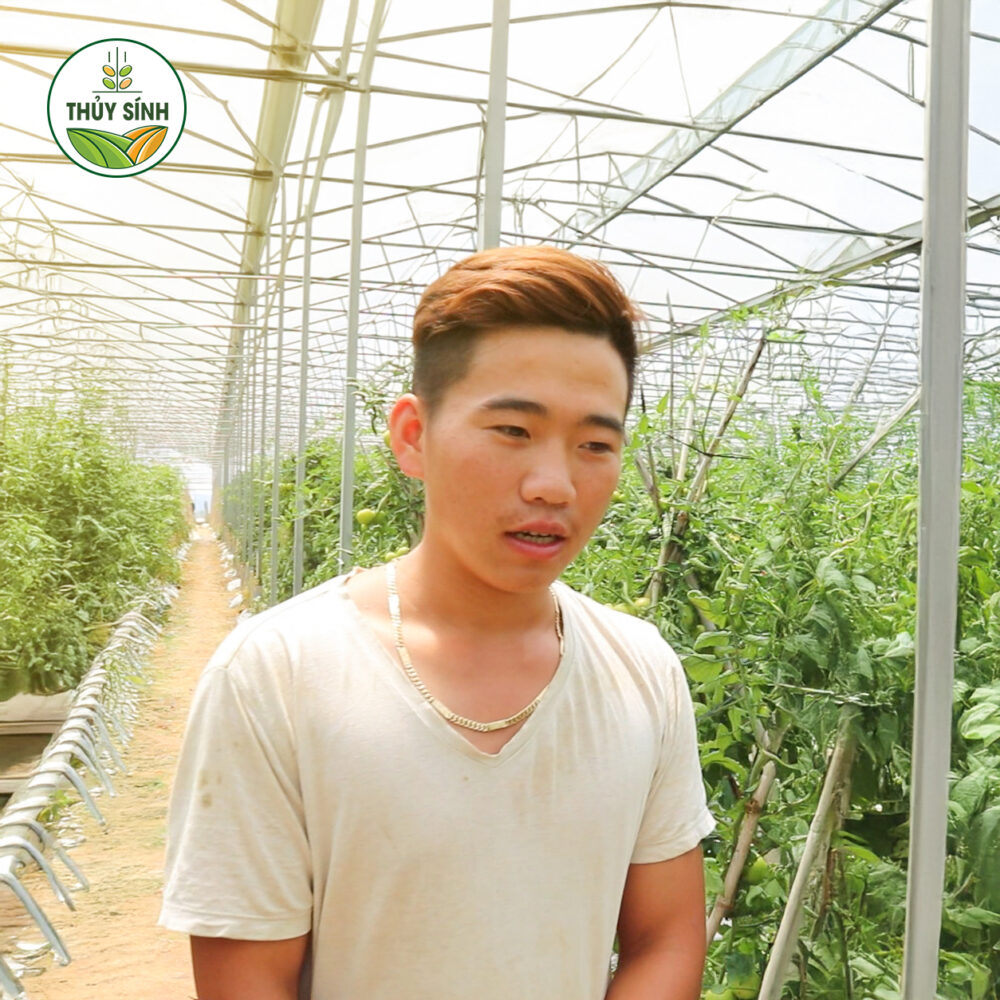 Anh Hiếu chủ vườn cà chua