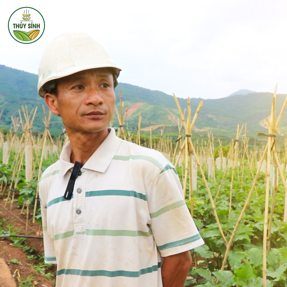 Anh Phương trồng cà tím