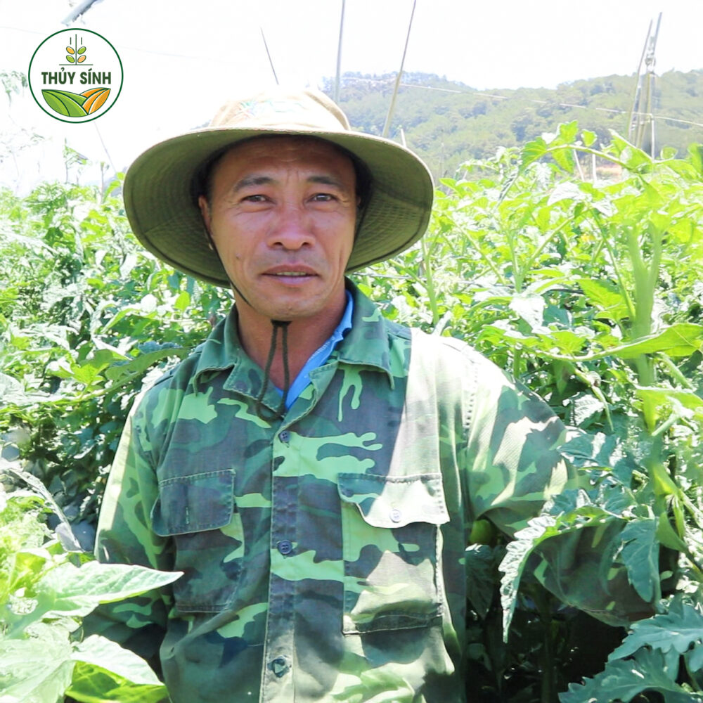 Anh thuận trồng cà chua