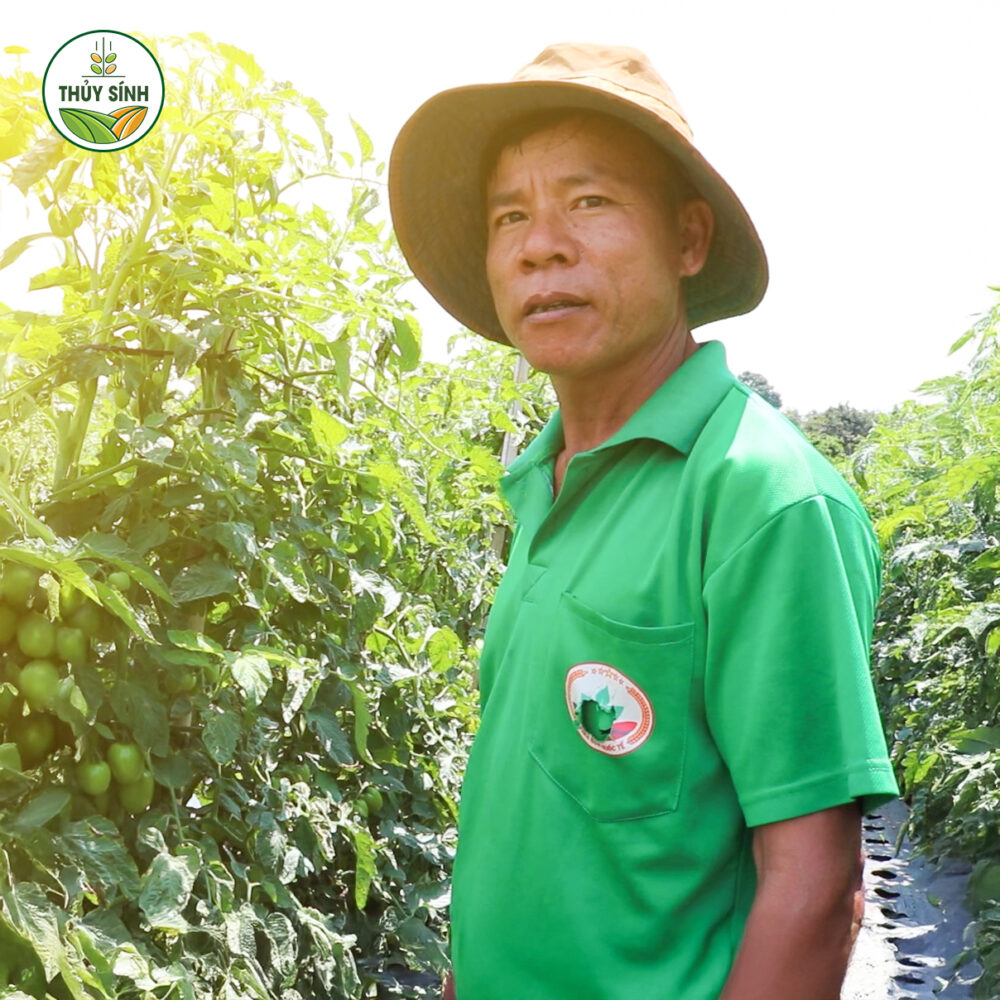 Anh Tuân - Cà chua