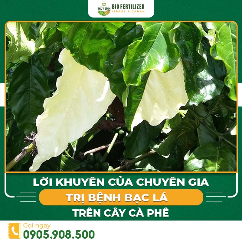 Bệnh bạc lá trên cây cà phê