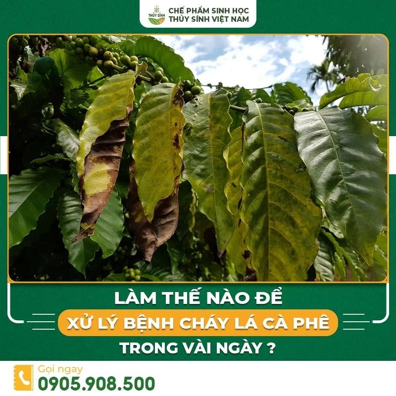 bệnh cháy lá cà phê