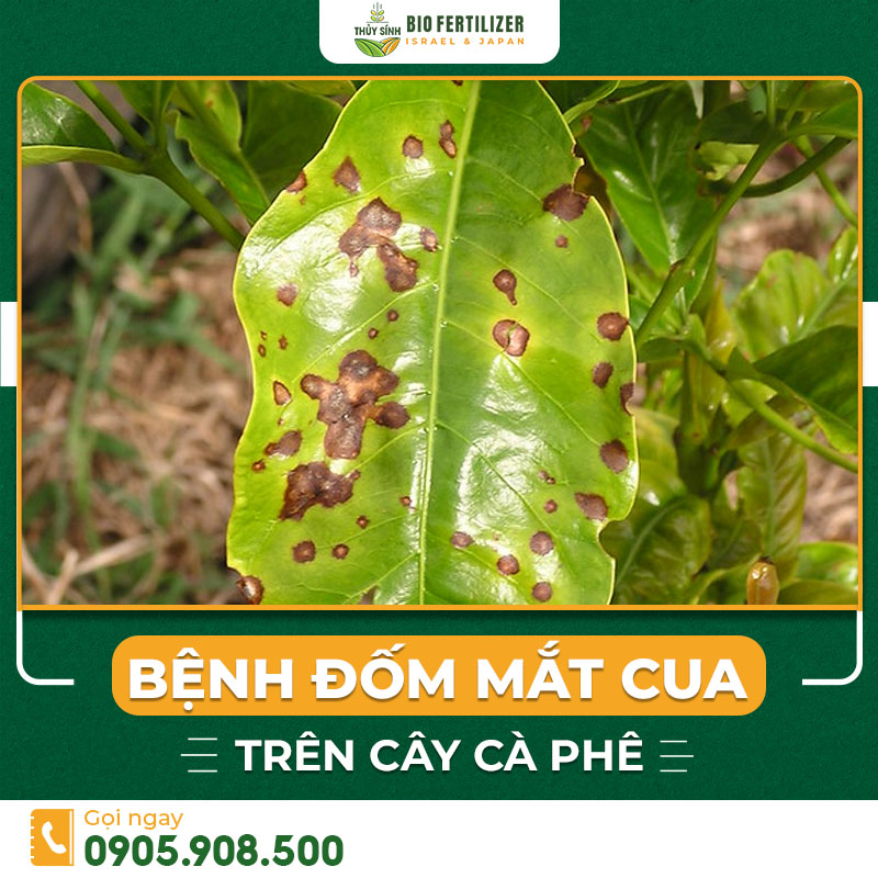 bệnh đốm mắt cua trên cây cà phê