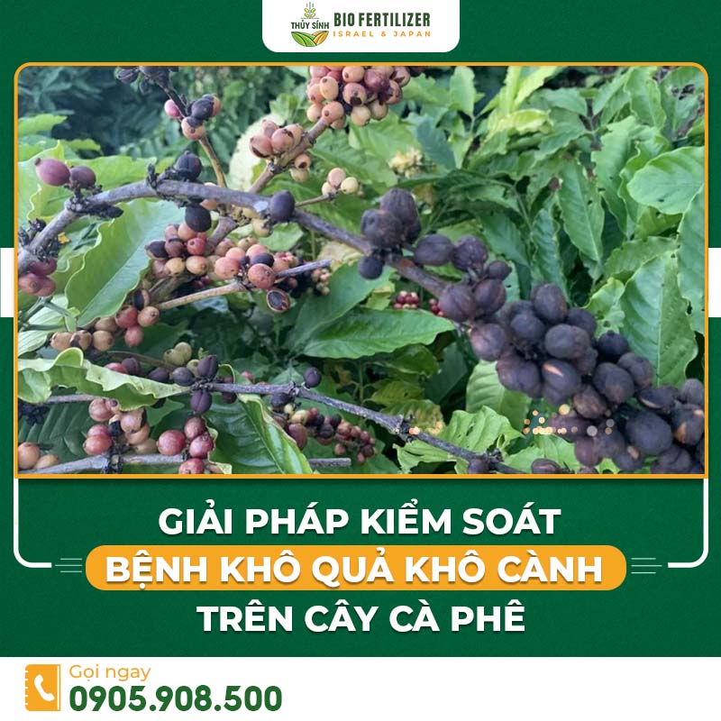 bệnh khô quả khô cành trên cây cà phê