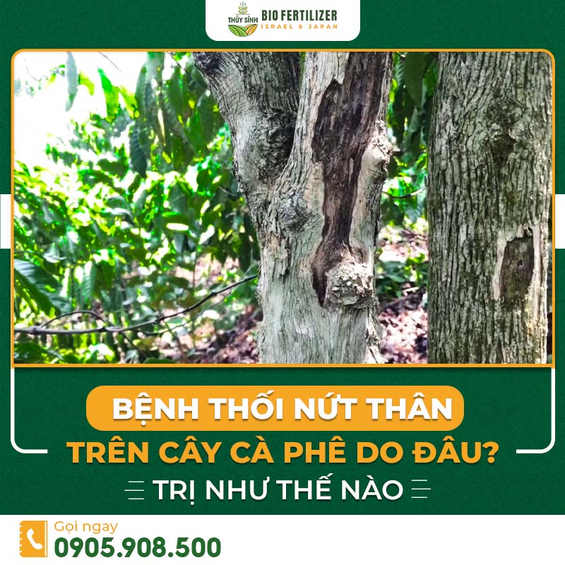 bệnh thối nứt thân trên cây cà phê