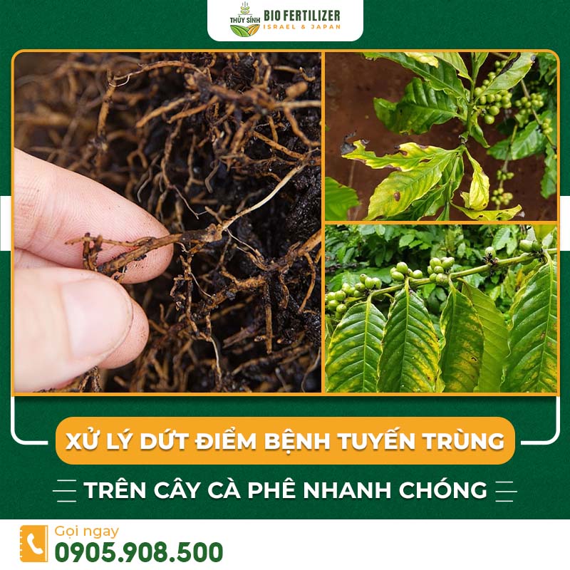 Bệnh tuyến trùng trên cây cà phê