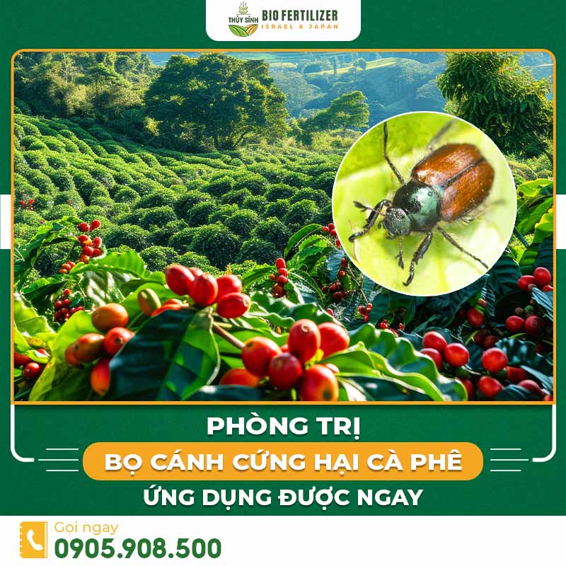 Bọ cánh cứng hại cà phê