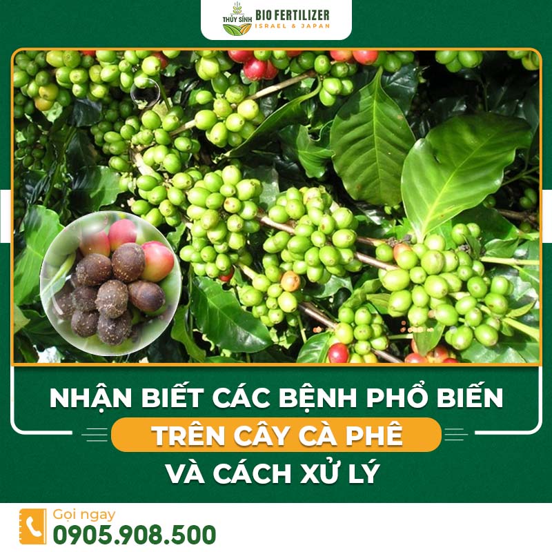 Bệnh thường gặp trên cây cà phê