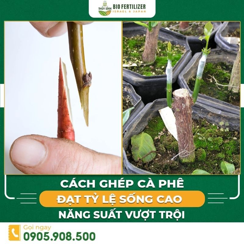 cách ghép cà phê