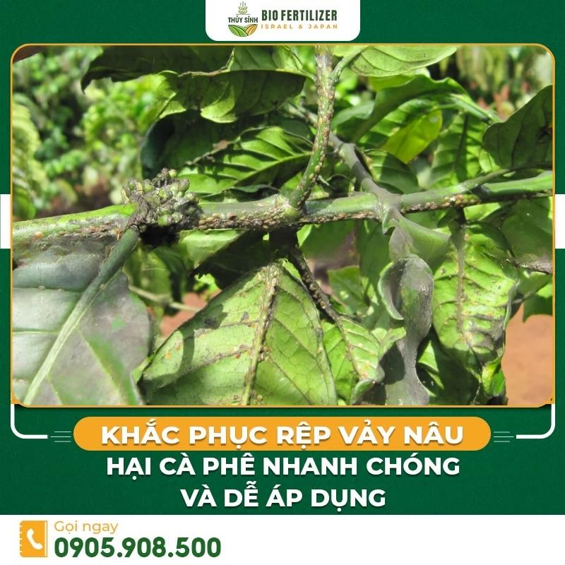 Rệp vảy nâu hại cà phê