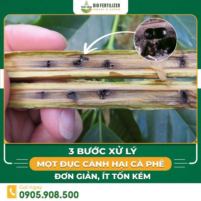 Mọt đục cành hại cà phê