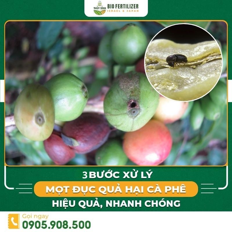 Mọ̣t đục quả hại cà phê