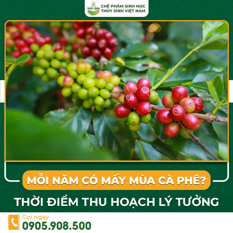 Mùa cà phê
