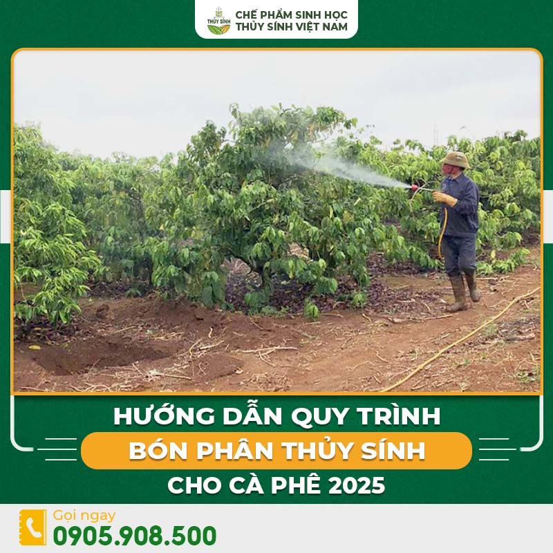 Quy trình bón phân thủy sính cho cà phê