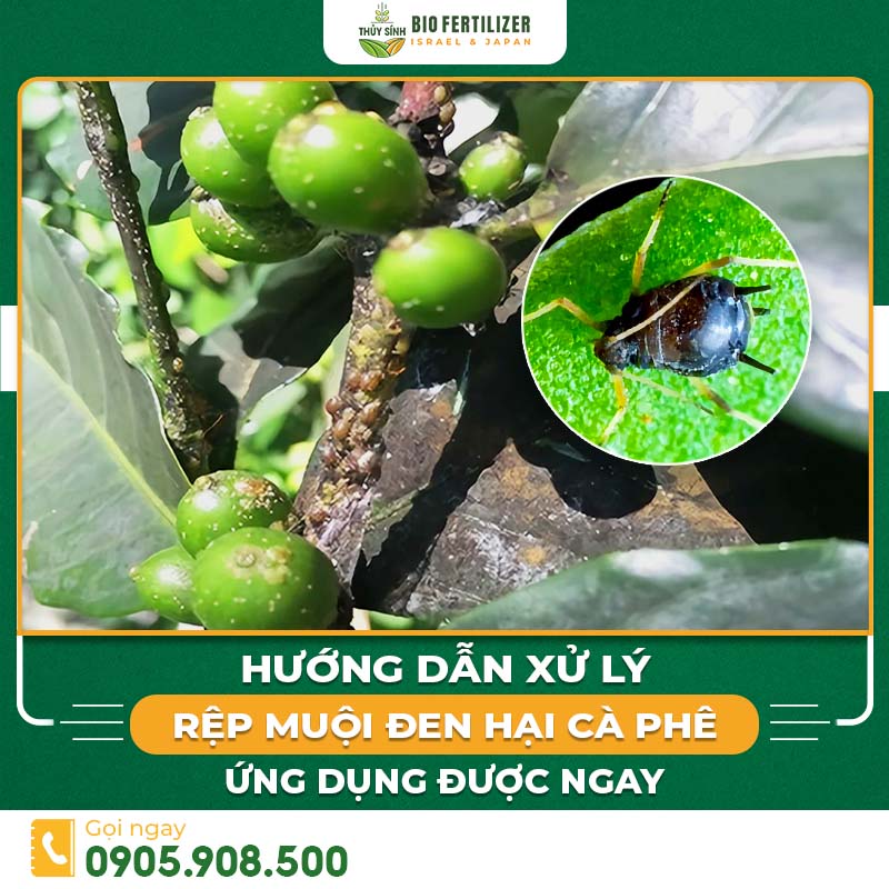 rệp muội đen hại cà phê