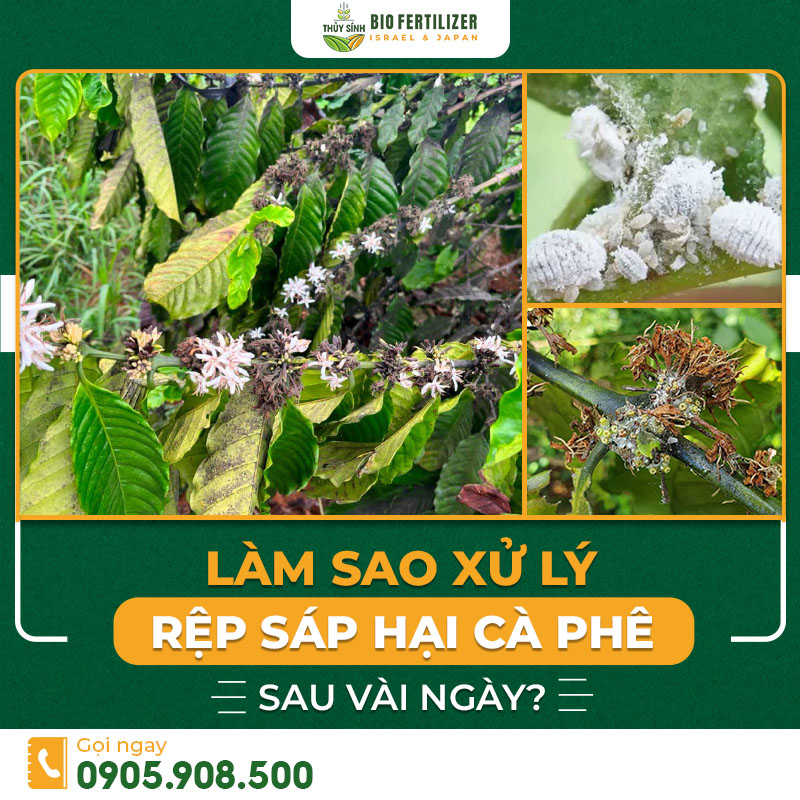rệp sáp hại cà phê