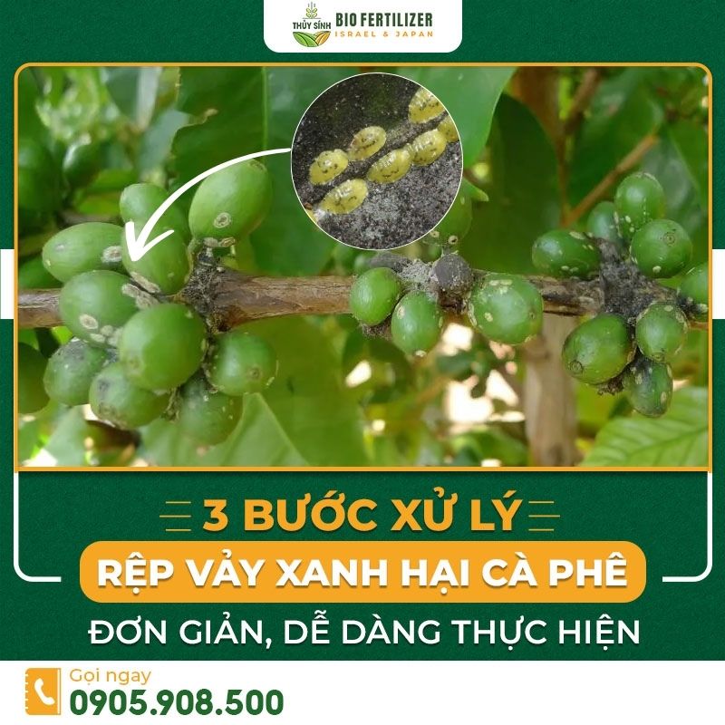 Rệp vảy xanh hại cà phê