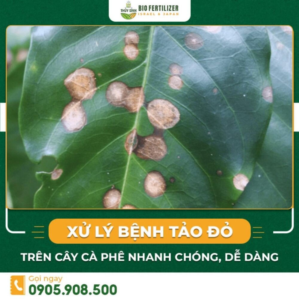 bệnh tảo đỏ trên cây cà phê