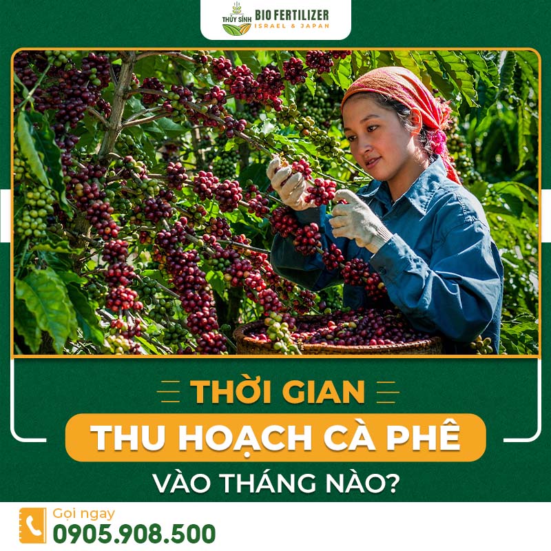 Thời gian thu hoạch cà phê