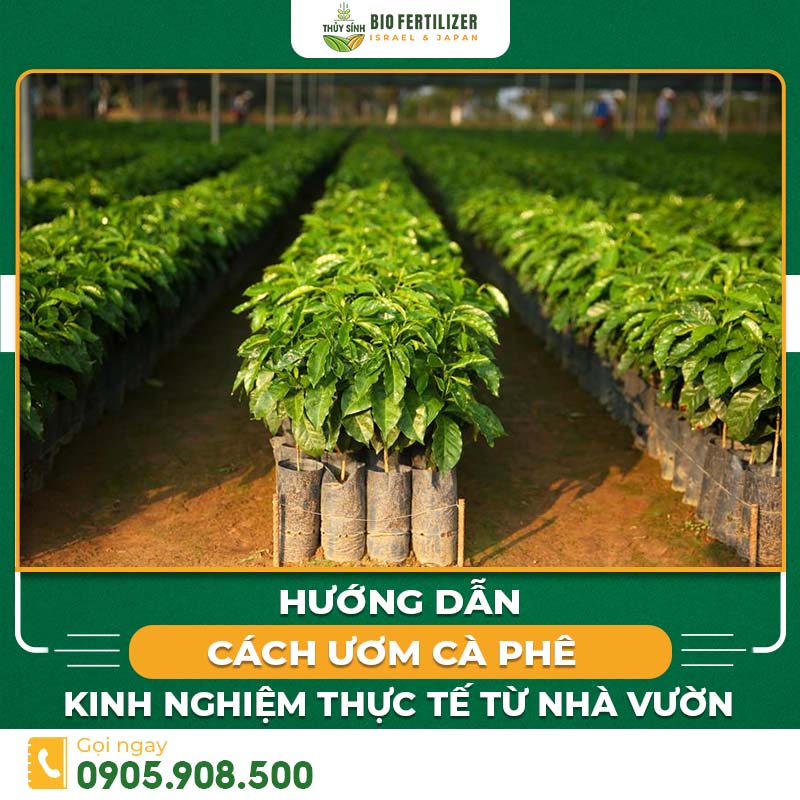 cách ươm cà phê