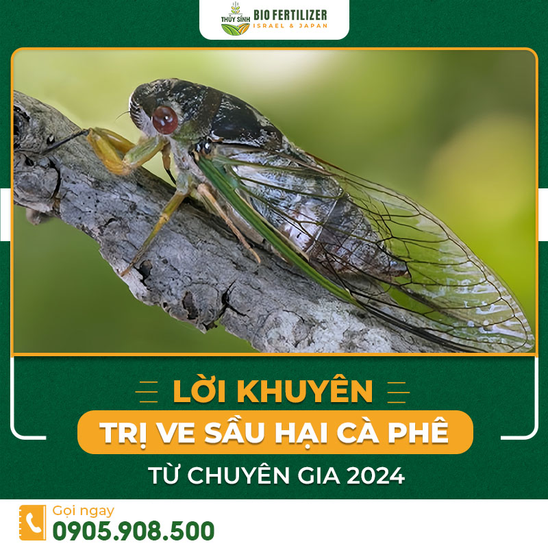 Ve sầu hại cà phê