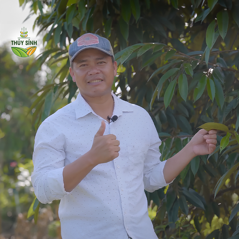 Anh Sơn - Cây sầu riêng