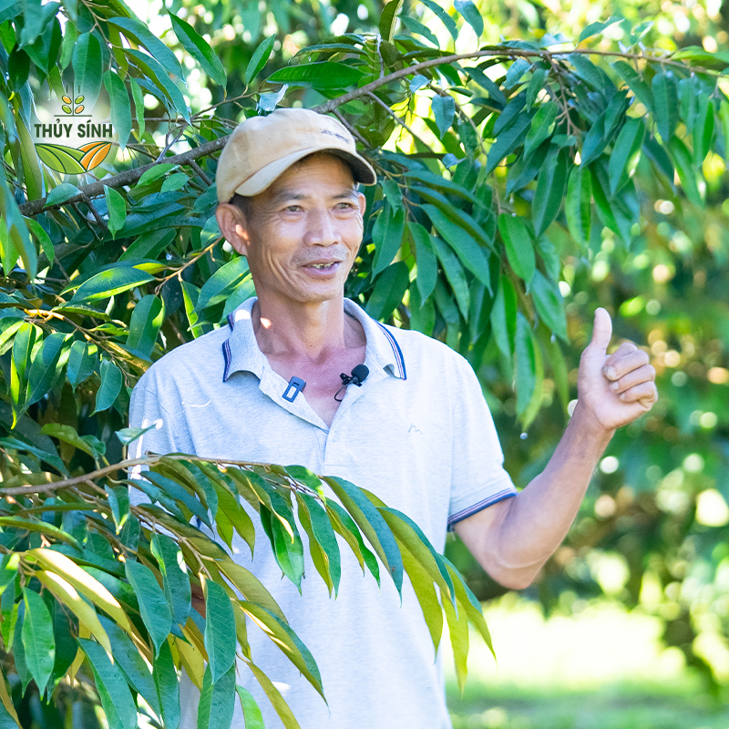 Anh Tỵ - Cây sầu riêng