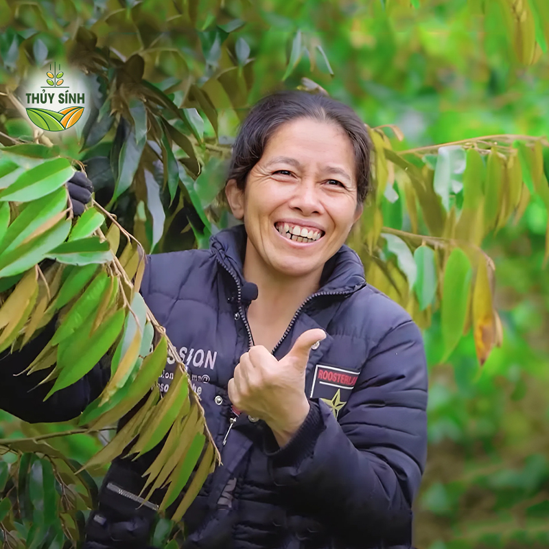 Chị Hương trồng sầu riêng