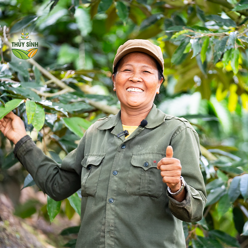 Cô Định - Cây sầu riêng