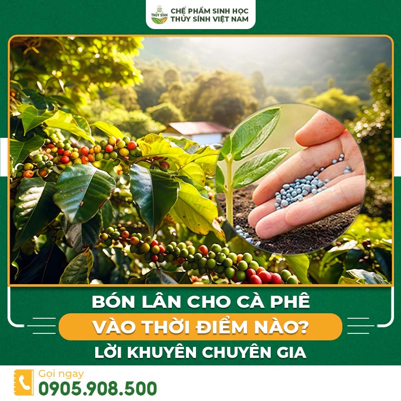 Bón lân cho cà phê vào thời điểm nào