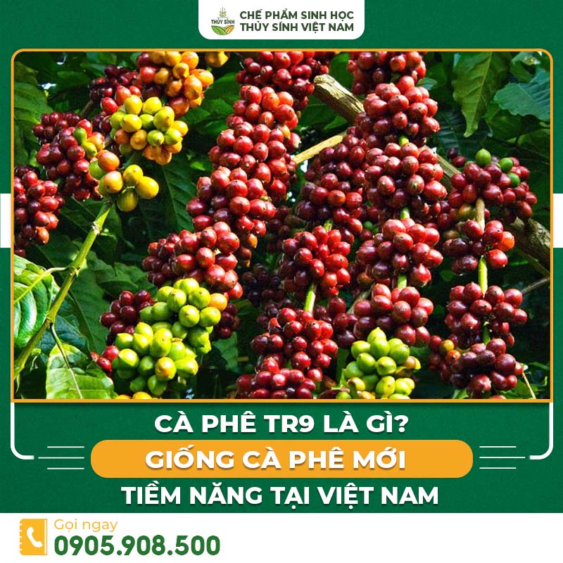 Cà phê TR9