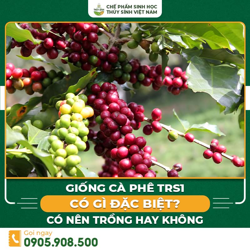 cà phê TRS1