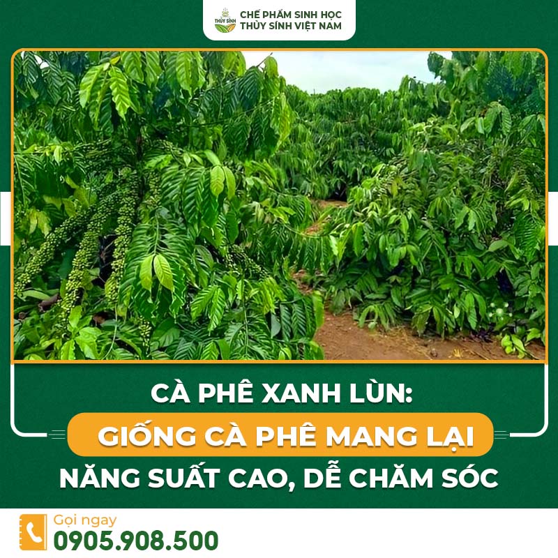 cà phê xanh lùn