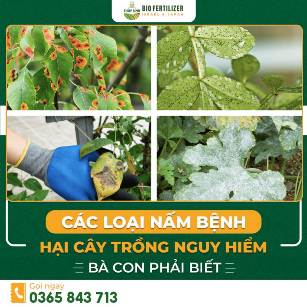 các loại nấm bệnh hại cây trồng