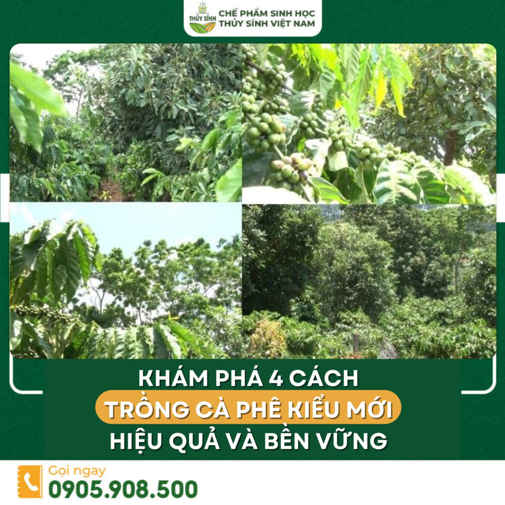 Cách trồng cà phê kiểu mới