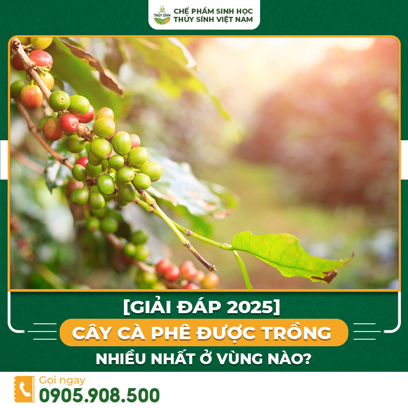 cây cà phê được trồng nhiều nhất ở vùng nào