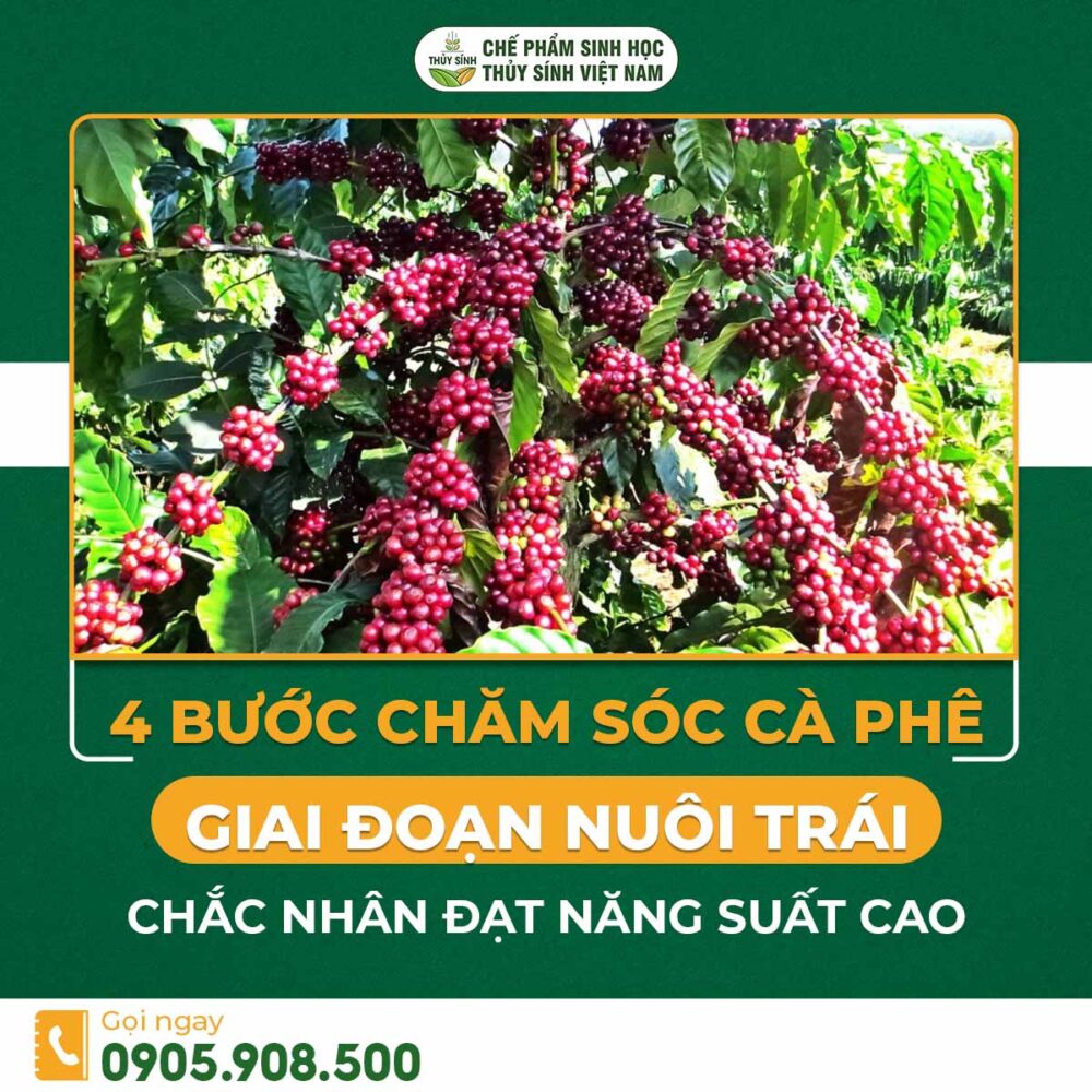 chăm sóc cà phê giai đoạn nuôi trái