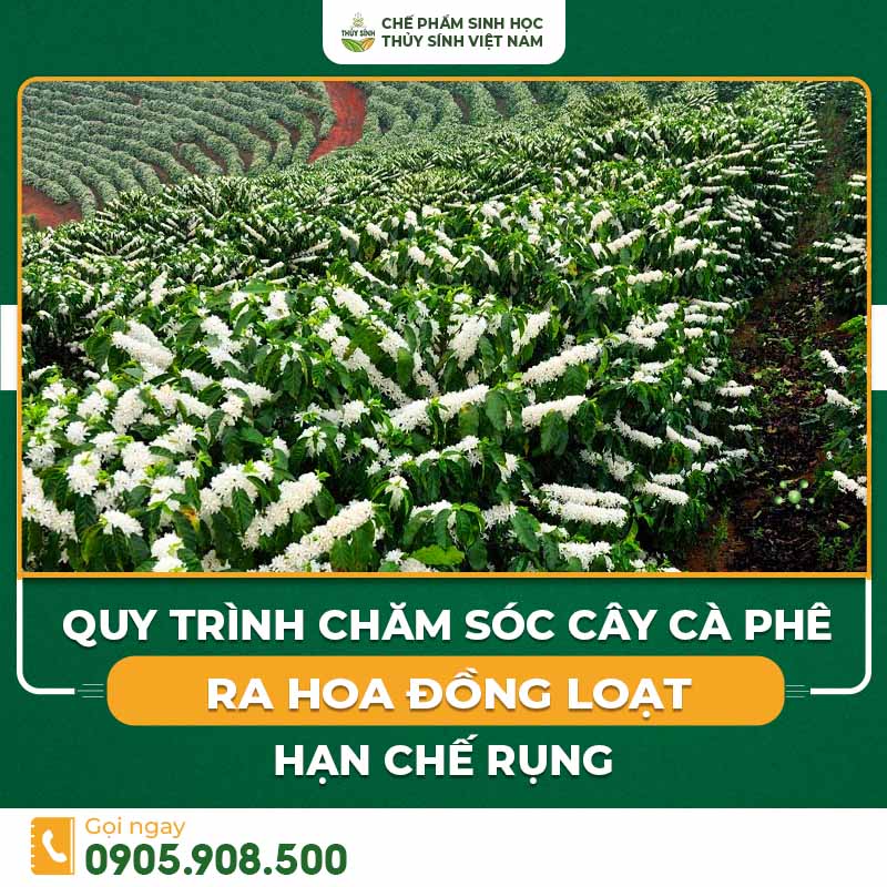 chăm sóc cây cà phê ra hoa