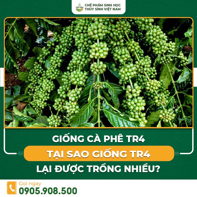 Giống cà phê TR4